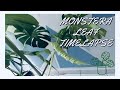 #monstera #MonsteraLeaf #Timelapse #monsteramonday #subscribe | Valesews