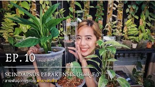 EP10 - สายพันธุ์ย่อยของซินแดปซัส พาราเคนซิส (Scindapsus Perakensis Species)