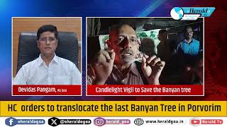 HC issues an order to translocate the last banyan tree in Porvorim.