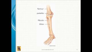 Bradford \u0026 Barthel - AMA Guides, 5th Edition, Chapter 17: The Lower Extremities