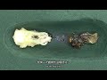 【山林蟲坊】長頸鹿鋸鍬化蛹的意外事件 prosopocoilus giraffa keisukei an accident during pupation