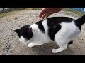 感動猫動画 のライブ配信