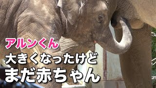 大きくなって690kg！でもまだ赤ちゃんです 子象アルン  Arun grows up to 690kg! But still a baby elephant