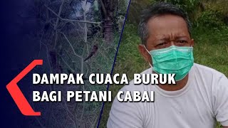 Petani Gagal Panen, Harga Cabai di Sukabumi Melonjak