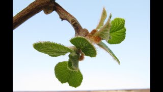 Kiwi, actinidia ne taillez pas trop tardivement en hiver