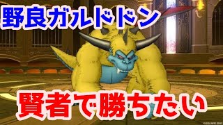 【ドラクエ10】今日も元気に野良ドドン  #ドラクエ10 #聖守護者 #コロシアム