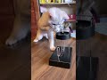 funny cats and dogs