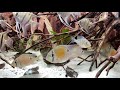 south american cichlid community tank. pterophyllum leopoldi. biotodoma cupido. acarichthys heckelii