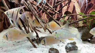 South American cichlid community tank. Pterophyllum Leopoldi. Biotodoma Cupido. Acarichthys Heckelii