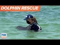 Injured baby dolphin rescued in Florida from crab trap