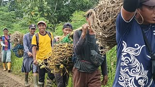 Jaring hama babi hutan. Warga Ciniru Tradisi seni Tahunan Ajang Silaturahmi Hiburan di Pasir Haul