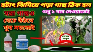 হটাৎ ঝিমিয়ে পরা গাছ ঠিক হল ১ বার দেওয়াতেই। গাছের পরিচর্যা। টবে গাছ বৃদ্ধি না হওয়ার কারন ও প্রতিকার