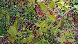 BIKKI fruits 😋😋😋😋