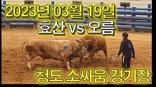 ●완전 소오름~~!● (홍)효산 VS (청)오름  2023. 03. 19 청도소싸움 경기장