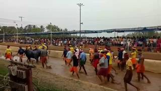 Mulki Kambala-2k19 | Rope Senior | Team Kolake Irvattur | All Races Vedieos Collection