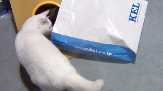 褒めたら、可愛く鳴いた白猫ユキ Pretty meowing of white cat Yuki