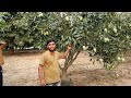 20 Rupees KG Mango 🥭 || Mango Farming || Mango Garden tree