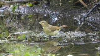 河口湖フィールドセンターのオオルリ（雌）の水浴び　その２（4K動画）