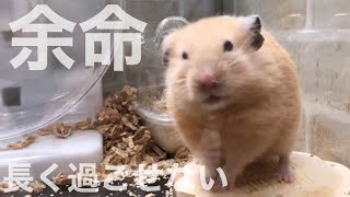 呼吸が速くて食欲が落ちてきたのでハムスターを動物病院に連れて行ったら余命宣告でした🐹まちゃ