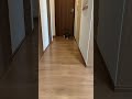 犬みたいな猫