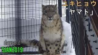 【daysold】ユキヒョウ ヤマト兄さんの寝返り