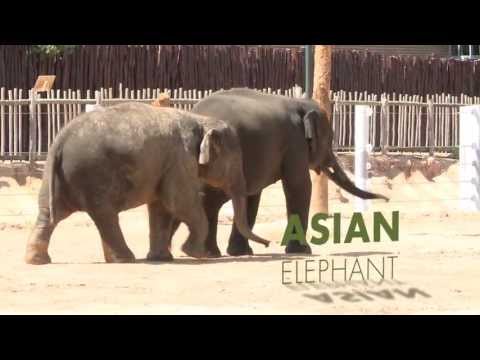 All About Asian Elephants! All About Asian Elephants!