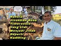 Beli rusa RM26,000, terjual RM40,000. Untung besar ternak rusa timorensis