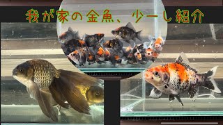 我が家の飼育魚紹介！！