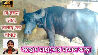 মিশিরডি সন্তোষ মাহাতোর মাতাল কাড়া 💥 santosh mahato kara lorai