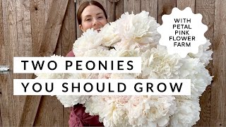 Two Peonies You Should Be Growing!