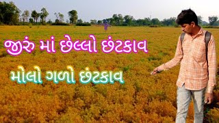 જીરું માં છેલ્લો છંટકાવ મોલો ગળો છંટકાવ