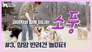 [도그원 Pet TV] #3. 상암 월드컵공원 반려견 놀이터 / 강아지와 함께 떠나는 소풍 / 여행 브이로그 / 애견 일상 / 힐링 / 반려견