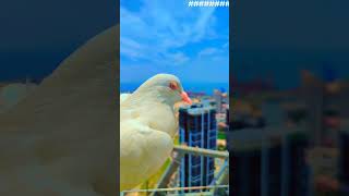 Pigeon..🕊️❤🕊️ # සාමයේ #සංකේතය #freedom #nature #foryou #like #construction #project 👷🥰😍❤😘👍