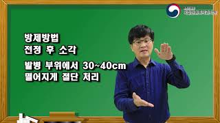 7분만에 배우는 가지마름병 증상과 대처방법│화상병│방제방법│배연구소