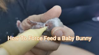 Rabbit Mother Not Feeding - How To Force Feed a Baby Bunny