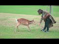 the beauty of nara park during cherry blossom season • 4k hdr