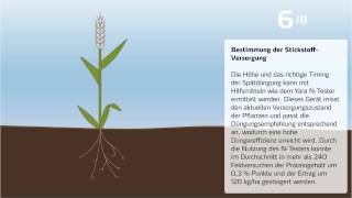 Steigerung des Proteingehalts von Weizen