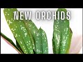 Ecuagenera Orchid Unboxing! | Trying New Species - A foliage Maxillaria, fragrant Epidendrum & more!