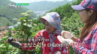 6시 내고향 - 붉은 보석! 산딸기의 유혹 - 경남 김해.20160608