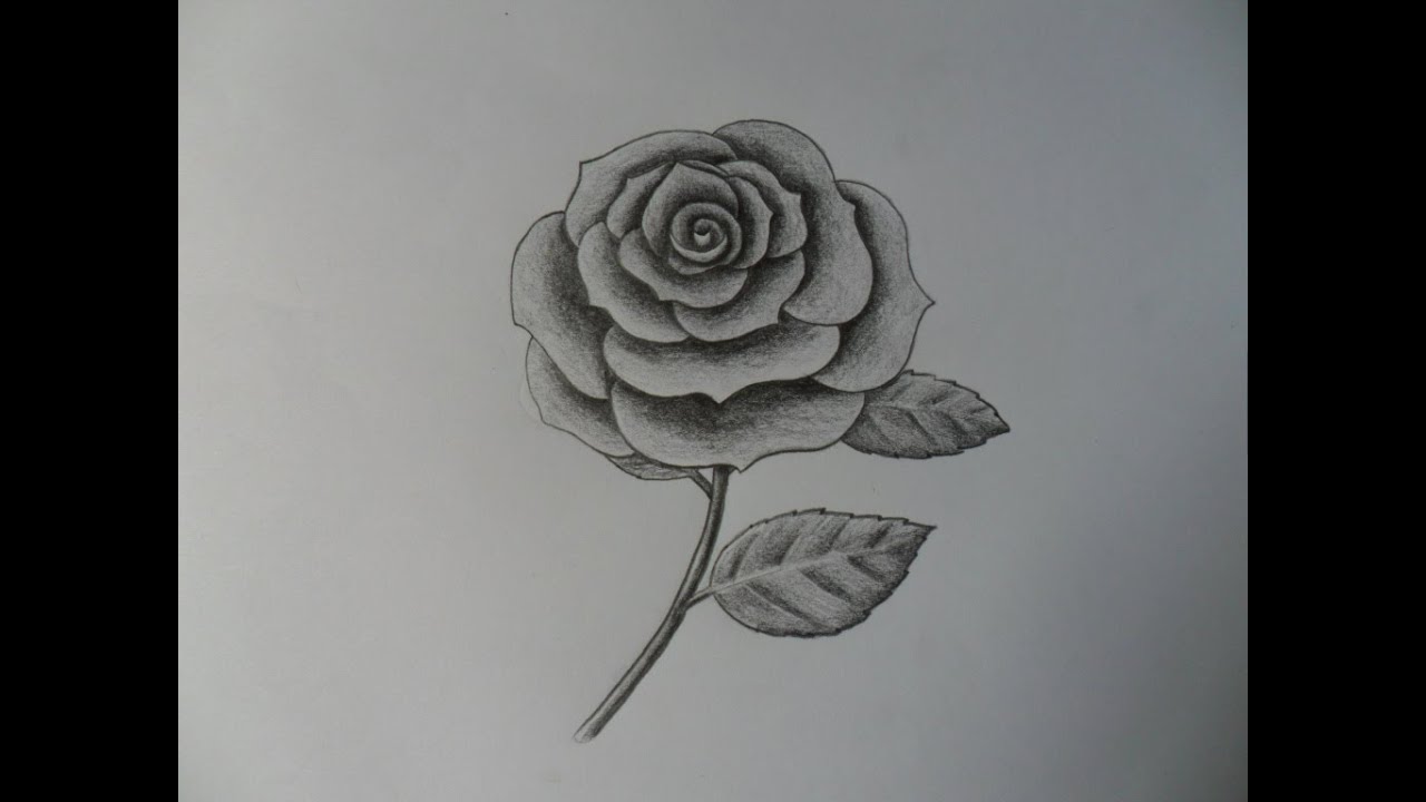 Como Dibujar Una Rosa Realista A Lapiz