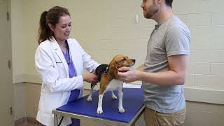 The Talking Physical Exam