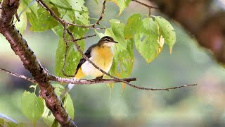 キセキレイ・池の上 (4K) / Gray Wagtail, on the pond (4K)