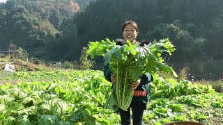 兩口子去收芥菜回家腌酸，滿園都長這麽大棵，三哥直呼挑不回家了