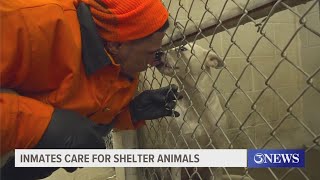 From cells to service: Nueces County inmates care for shelter animals