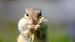 オホーツクシマリス公園より　　　　シマリスはもぐもぐしたい。