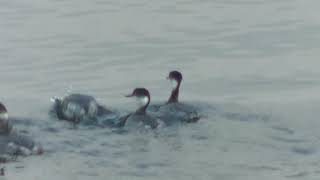 平荘湖のハジロカイツブリたち