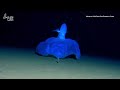 marine biologists film a mysterious octopus on the ocean floor