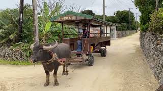 Water buffalo cart on Taketomi Island! Water buffalo from Taketomi sightseeing in training came