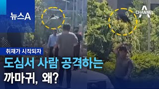 [취재가 시작되자]도심서 사람 공격하는 까마귀, 왜? | 뉴스A