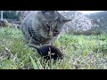 猫の前で死んだフリをするモグラmole pretending to be dead in front of a cat【いなか猫１９２６】japanese funny cat